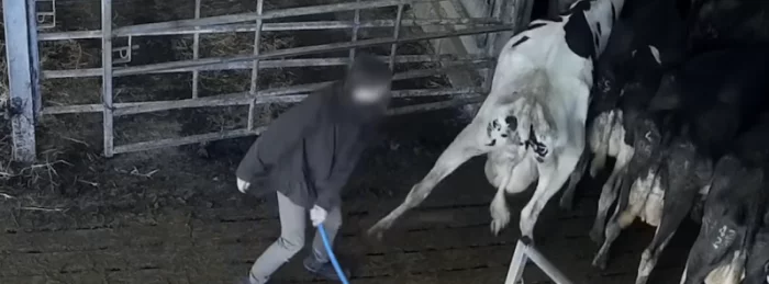 Farmer hits cow with a stick